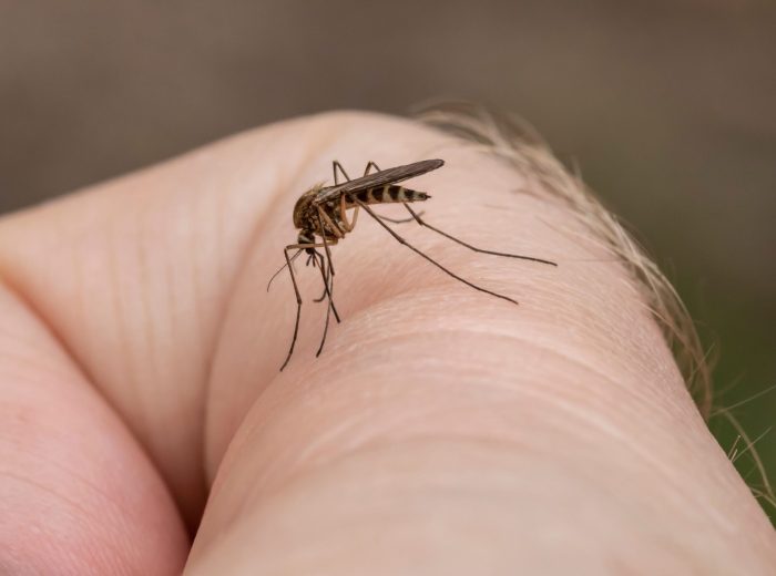 A closeup shot of a mosquito on a human's skin